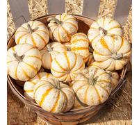 Zucca - Butternut giardino sul balconedi di vecchie varietà copertura del terreno Aiule rialzate per il giardino in vaso orto biologico 50semi