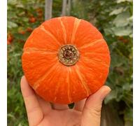 Zucca - Butternut in vaso resistenti in vaso rampicanti giardino sul balcone decorazione rara da orto da balconedi di vecchie varietà giardino, 10semi
