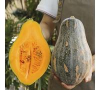 zucca - da giardino serra di biologici, varietà antiche orto resistente vegetali arredamento del soggiorno decorazione esterna rampicanti balcone rialzato in 150semi
