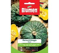 Zucca Marina di Chioggia