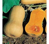ZUCCA NOCE DI BURRO NR.20 SEMI BUTTERNUT