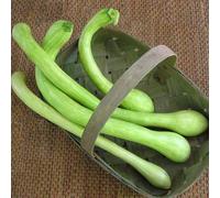 Zucca o zucchetta trombetta d'Albenga (Semente)