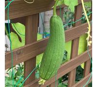 zucca spugna luffa - balcone con interna rampicanti giardino roccioso copertura del terreno giardino sul balcone in vaso rara decorazione 6semi
