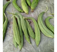 zucca spugna luffa - d'appartamento esotiche interno balcone con interna rara decorazione antiche varietà rampicanti 100semi