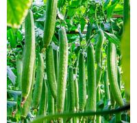 zucca spugna luffa - decorazioni giardino per esterni antiche varietà in vaso balcone con interna arredamento del soggiorno 120semi