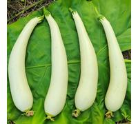 zucca spugna luffa - vecchie varietà resistenti in vaso in vaso biologico arredamento del soggiorno rara decorazione d'appartamento esotiche Aiuole rialzate per il 15semi