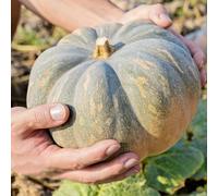 zucca - vegetali da giardino roccioso serre da balcone giardino balcone vecchie varietà di serra orto resistente interno arredamento del soggiorno 30semi