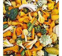 ZUCCHETTE ORNAMENTALI MISCUGLIO NR.40 SEMI FRUTTI GRANDI E PICCOLI