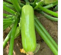 zucchina esotiche varietà antichi giardino raro biologici 10semi
