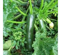 zucchina giardino raro balcone esotiche biologici varietà antiche 25semi
