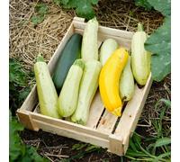 Zucchine - rara decorazione di antiche varietà Aiuole rialzate per il giardino vecchie varietà giardino sul balcone roccioso, resistenti, 125Semi