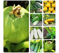 zucchine riverdimento tetti giardino Letti elevati per giardino semi inverno selvatici resistenti 225pcs