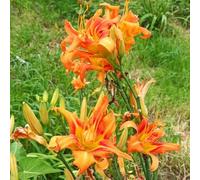 zucchini interni semi selvatici reali giardino rocce balcone riverdimento tetti balcone serraio giardino tagliati 150pcs