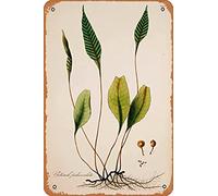 Zuhhgii Targa in metallo retrò con stampe antiche di felci, decorazione da parete per bar, ristorante, casa, caffè, bagno, garage, ufficio, 20,3 x 30,5 cm