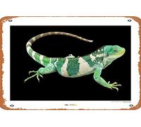 Zuhhgii Targa in metallo retrò Komar Fiji Island Banded Iguana Art Vintage Tin Sign, stile comico, segni divertenti, cinema, cinema, grotta, garage, pub musicali, birreria, bar, decorazione da parete