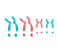 Zunate Meiosi Modello Cromosoma Kit Modello DNA Riutilizzabile Staccabile Portatile Biologia Educativa Sussidio Didattico per Dimostrazione in omportamento del Cambiamento Cromosomico (LX6601)