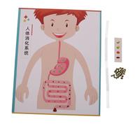 ZUNOXAZ 4 Set Modelli Digerente Te per Kit Gioco Esperimenti Scientifici Educativi Stem Materiali Creativi Interattivi per Scuola e Casa