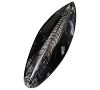 ZUNOXAZ Orthoceras Fossile Dimensione da Scrivania per Insegnamento e Collezione Didattica Specimen Naturale per Paleontologia Kit Fossili per Ricerca