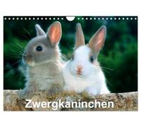 Zwergkaninchen (Wandkalender 2027 DIN A4 quer), CALVENDO Monatskalender