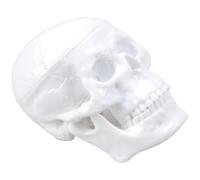 ZWTPGKRD Modello professionale di insegnamento della figura del cranio con progettazione del mento della molla per l'istituzione educativa Studio Display Usa il modello del cranio in miniatura