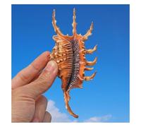 ZXGRfdefa Conchiglia, Conchiglia di Lumaca Mare Lunga 10~14 cm, Perfetta l'artigianato(10~12cm)