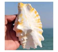 ZXGRfdefa Conchiglia, Lumaca di Rondine con Bocca Viola(7~9cm)