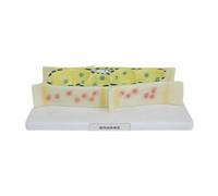 Zxpjkyu Modello Anatomico di Una Cellula Vegetale - Progetti Scientifici per La