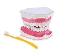 Zxpjkyu Modello Bocca Umana Kit Lingua Denti Strumento di Studio Educativo Orale Rimovibile Supporto Insegnamento Apprendimento Odontoiatrico per Studenti