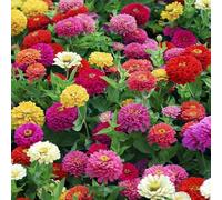 ZXZHYiYao 1000psc Fiore di Zinnia Miscelato, Semina e fioritura in Tutte Le Stagioni, Adatto per Interni ed Esterni