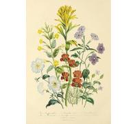 ZYHDK - Puzzle - 2000 Pezzi - Regali - Pittura - Vintage Floral Illustrations - Giochi Di Memoria E Cognizione Per Anziani - Giocattolo Per La Decompressione Degli Adulti - Gk45Aw