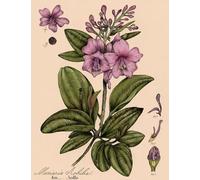 ZYHDK - Puzzle Da 2000 Pezzi - Manifesto - Regali - Vintage Botanical Flowers Illustrations Puzzle - Giocattoli Personalizzati Per Adulti - Arredamento Per La Casa - Gk278Aw