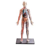 ZYIHNIRB Modello Anatomico di Organi Umani 4D Assemblato, Puzzle 3D