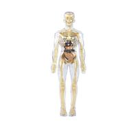 Zymoplas Modello del corpo umano in PVC per bambini Strumento di apprendimento dell'anatomia realistica per bambini dai 6 in su Strumento didattico del corpo umano in ABS