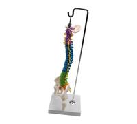 Zymoplas Modello flessibile della colonna vertebrale per la classe di biologia scolastica strumento educativo dimostrativo anatomico, con femore pelvico
