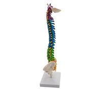 Zymoplas Modello flessibile della colonna vertebrale per la scuola di biologia scolastica strumento educativo dimostrativo anatomico, con bacino in piedi