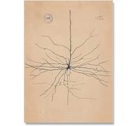 ZZYGGN GMGSW Neurone Disegno Santiago Ramon Y Cajal Poster Neurone Disegno Santiago Ramon Y Cajal Stampe Vintage Pittura di Arte per La Decorazione della Parete 50x70cm Senza Cornice
